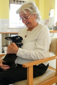 An image of a customer with George the therapy rabbit on their lap