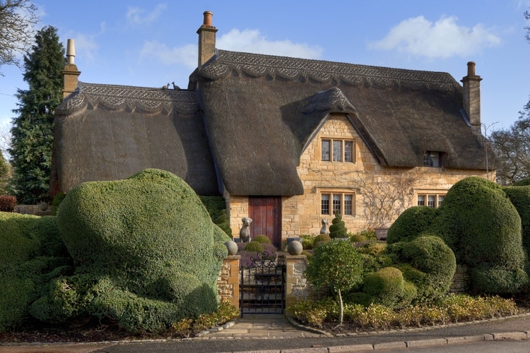 A thatched cottage with hedges at the front.