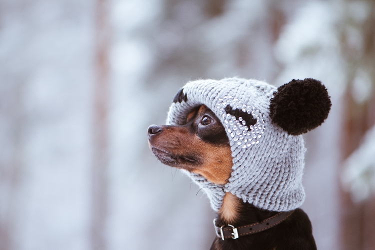 Dog in a Hat Cold Weather Blog Image