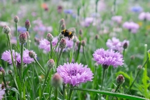 wildflower bee