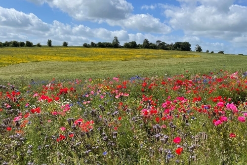 2024-bio diversity wildflowers