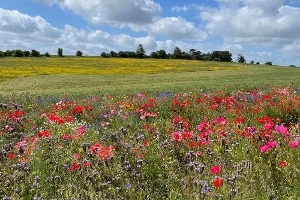 An image relating to West Berkshire Council takes significant steps to conserve biodiversity