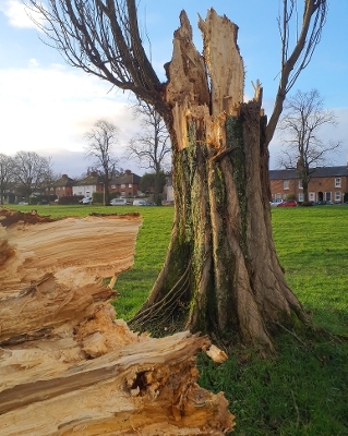 Decayed racecourse road poplars - individual tree