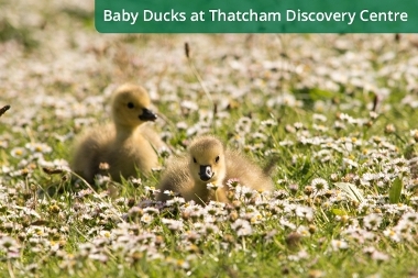 Baby Ducks at Thatcham Discovery Centre