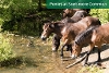 Ponies at Snelsmore Common