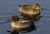 17 Feathers and frost - two ducks