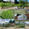 A collection of photos of the community gardens at Shaw House in full flower.